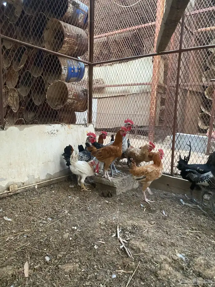 ديوك هجين وبلدي وفيومي 5