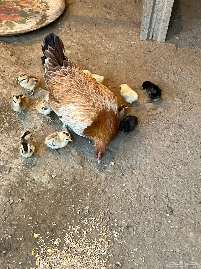 دجاجتين بفروخها والفروخ ابوها ديك تاج 5