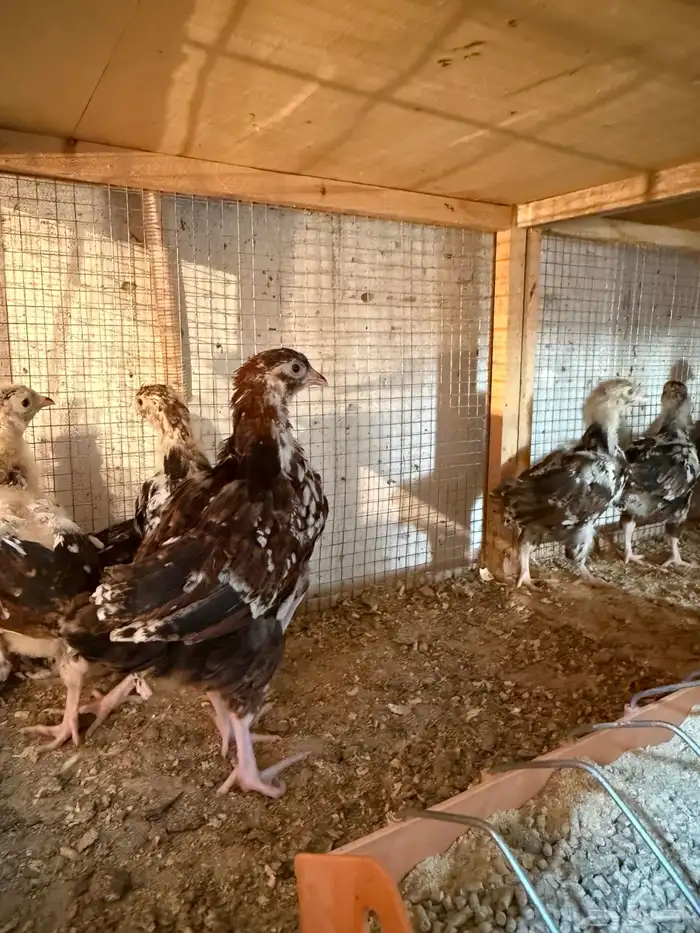 للبيع صوص دجاج سوساكس انجليزي 0