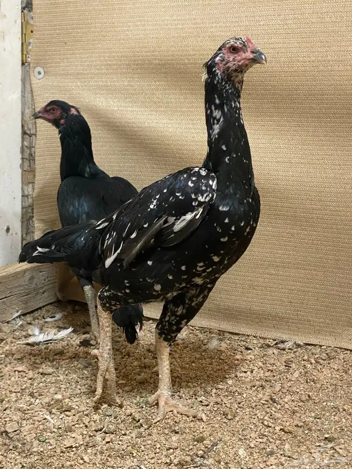 دجاج سندي نسل غبشان 1