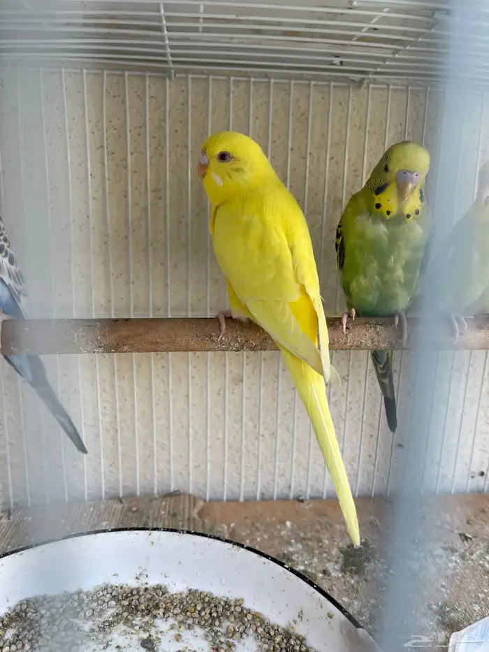 بادجي لاتينو 0