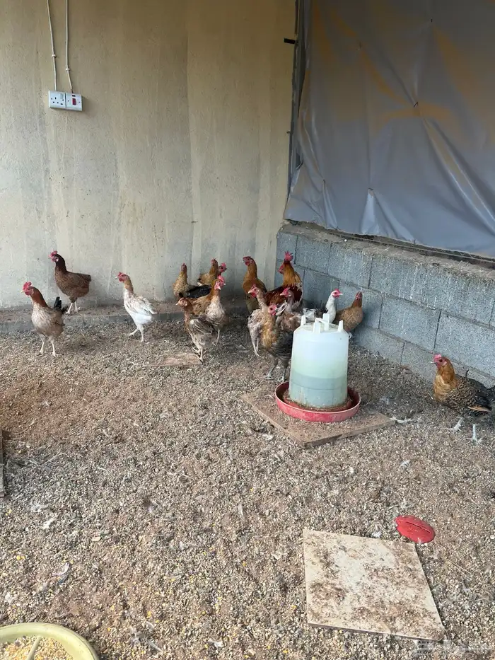 دجاج بلدي بياض 2