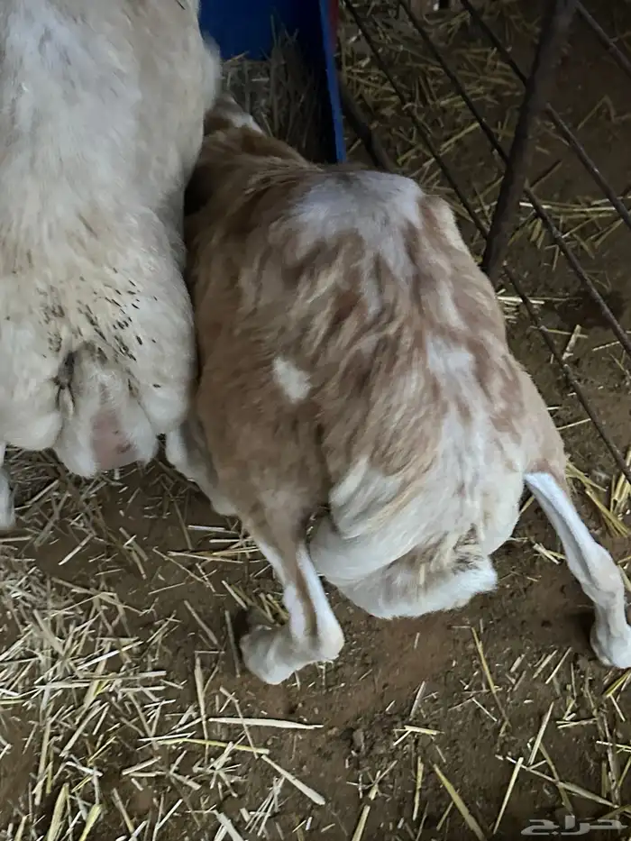 برابر ورفيديات مرابي 69