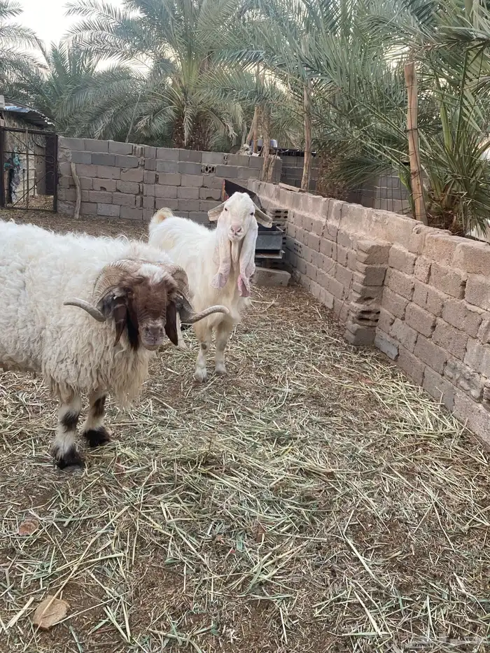 تيس فحل شرط القريع والإنتاج صحه وعافيه. 1