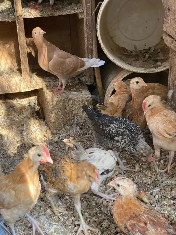 صوص دجاج بلدي 0