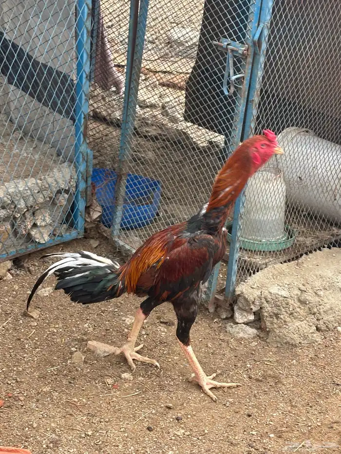 بيض رومي وباكستاني 5