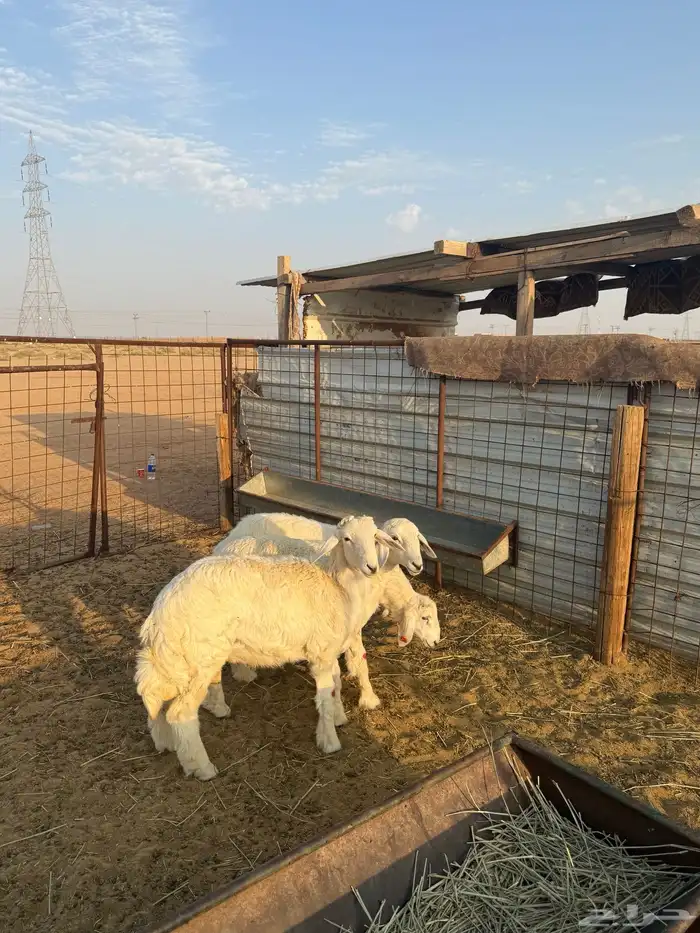 خروفين ورخل طيبات ونظاف 2