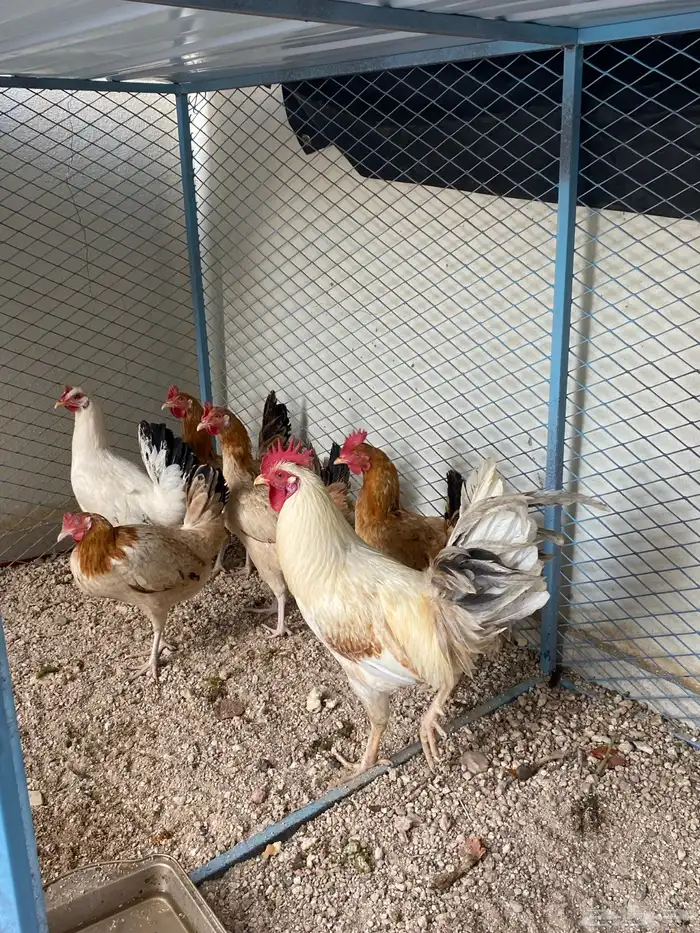 دجاج حضان وديك 1