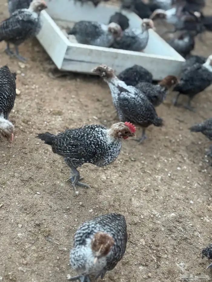 صوص فيومي دجاج فيومي 4