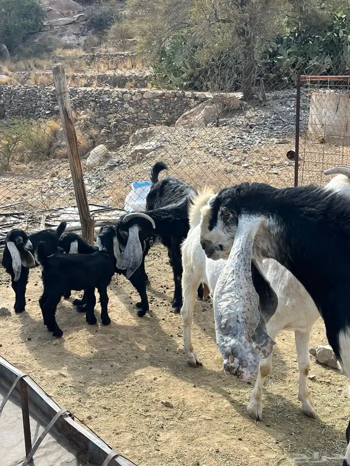 معزاء للبيع 0