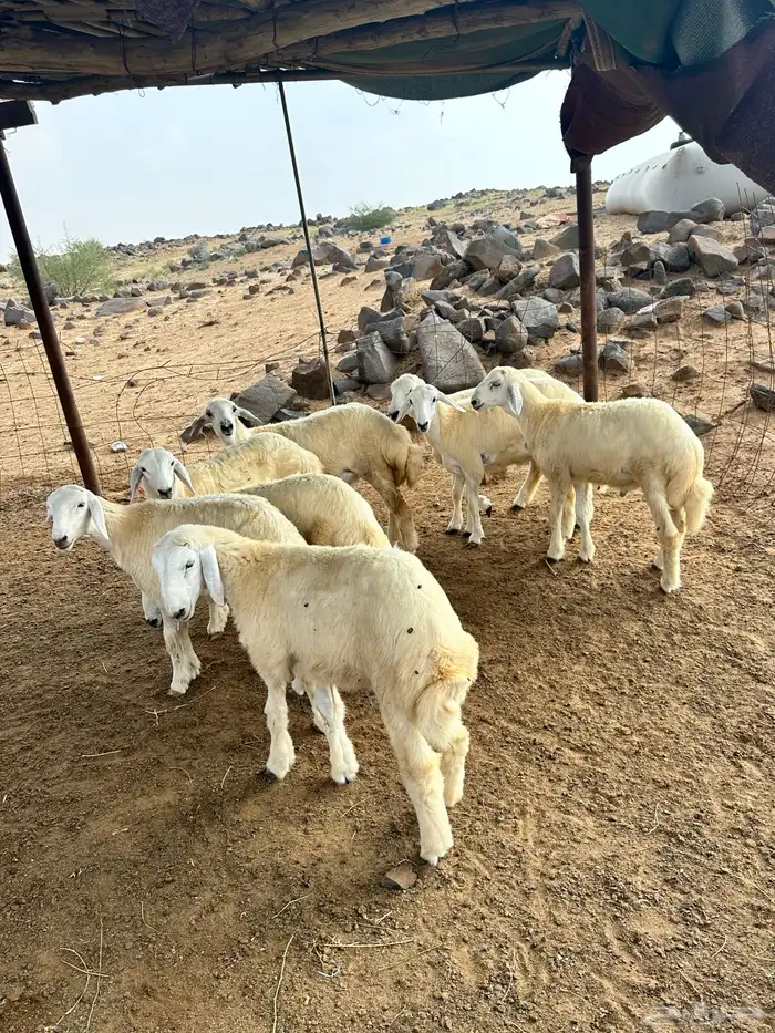 طليان حريات 1