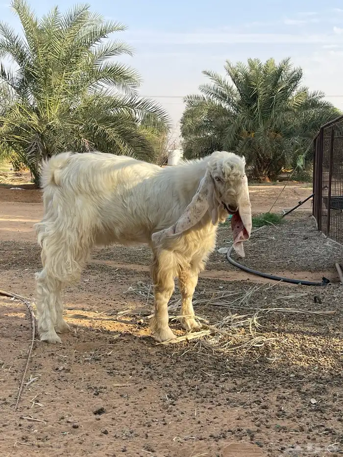 مشروع فحل مطور 0