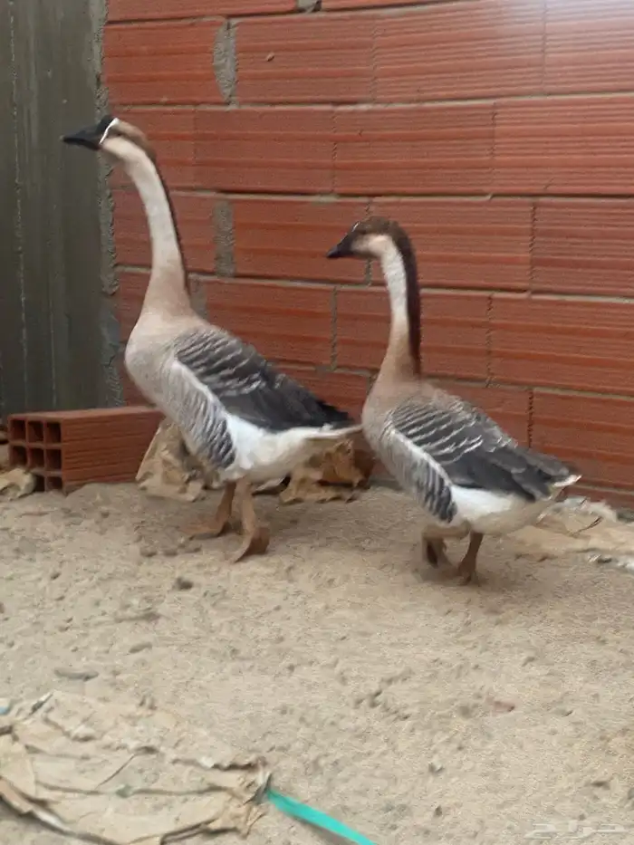 السلام عليكم وز عراقي للبيع 0