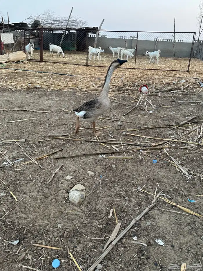 للبيع ذكر بلغاري وانثى عراقي 2