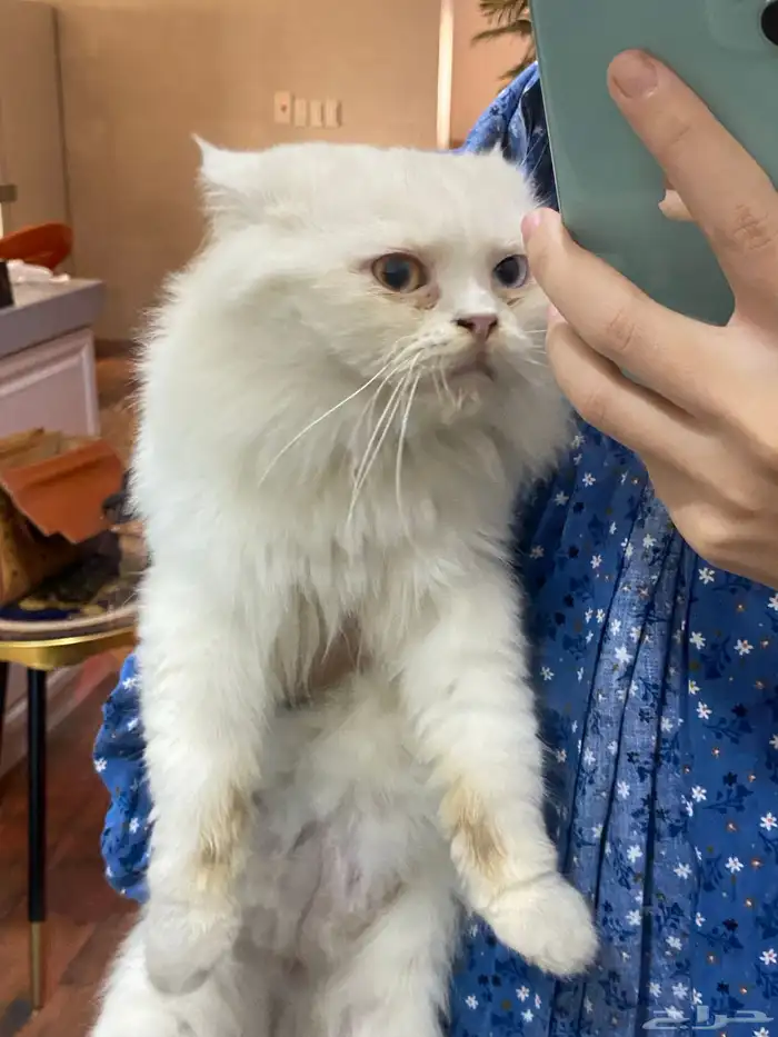 قط حنون ابيض للتبني بالدمام 1