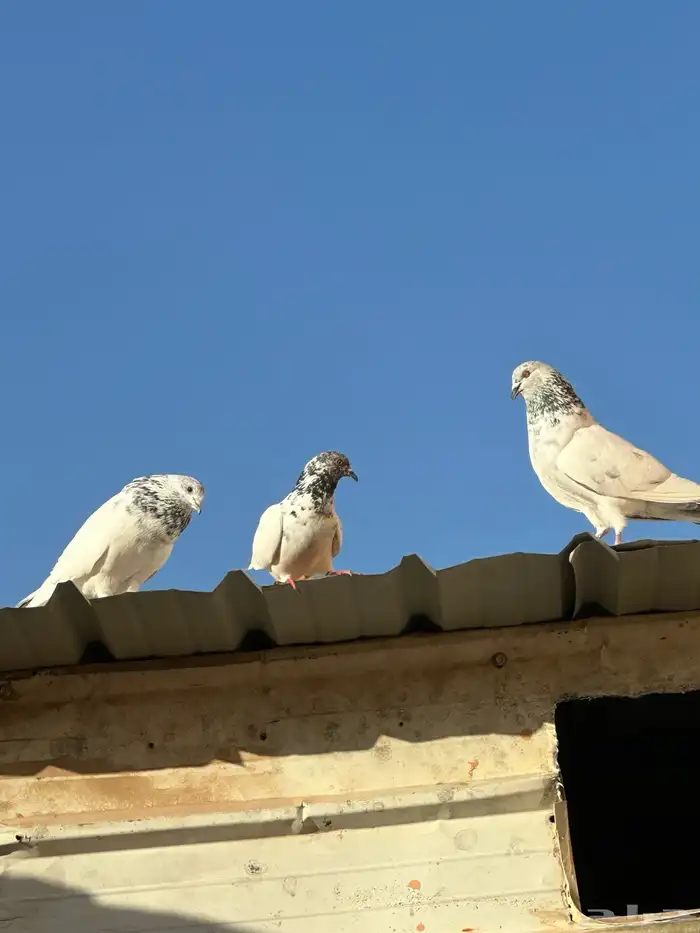 حمام باكستاني 0