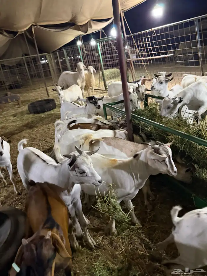 تيوس مرابي. 2