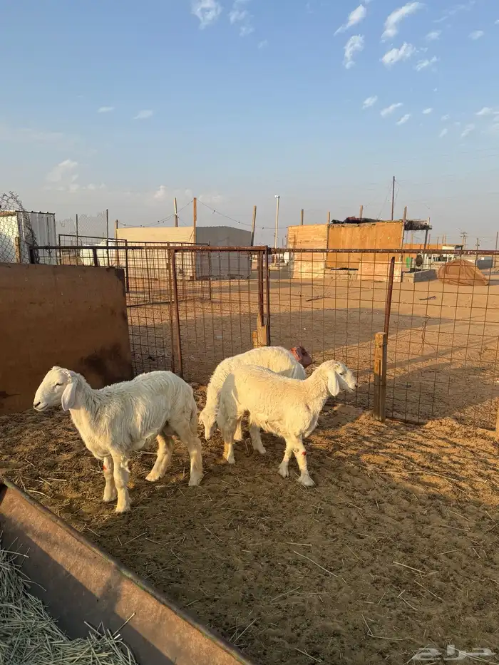 خروفين ورخل طيبات ونظاف 4