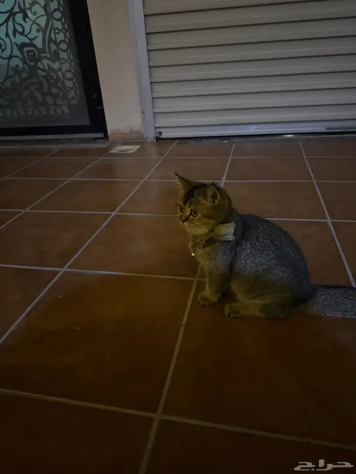 قطه سكوتش ستريت 0