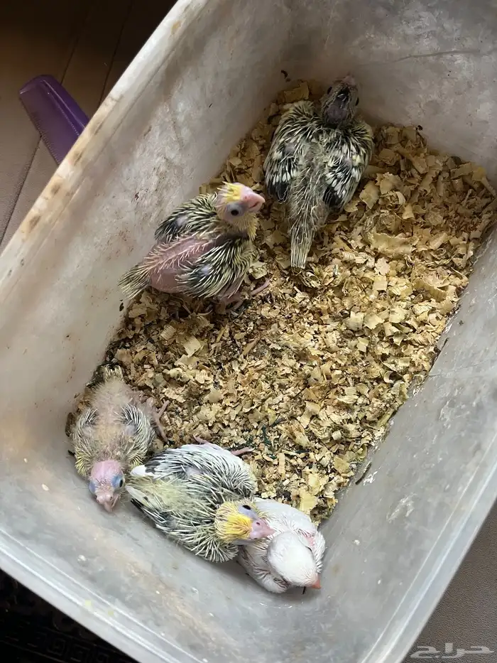 فروخ جروان وروز 0