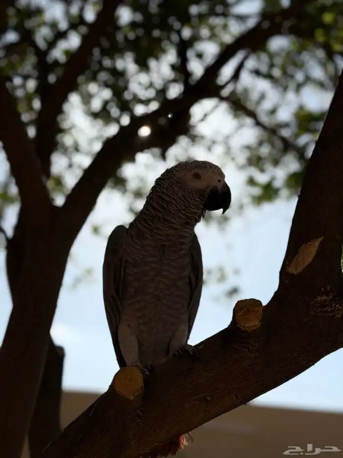 كاسكو سنه وست اشهر 3