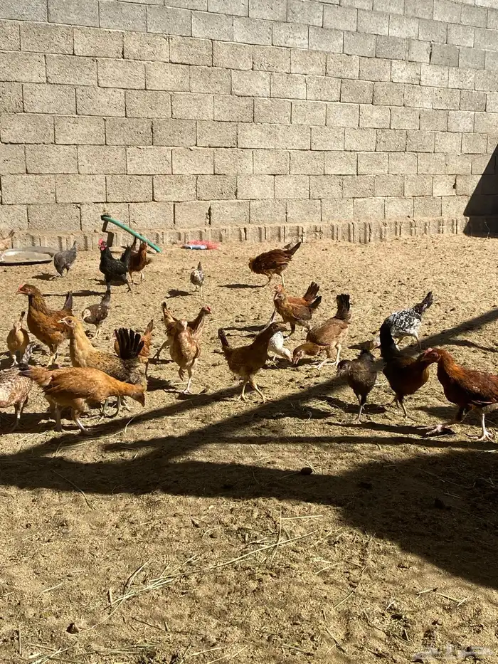 البيع دجاج شرط من المرض العدد تقريبان 100 دجاج 0