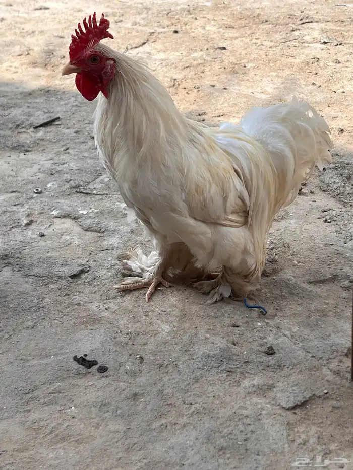 دجاج للبيع او البدل ببراهما 3