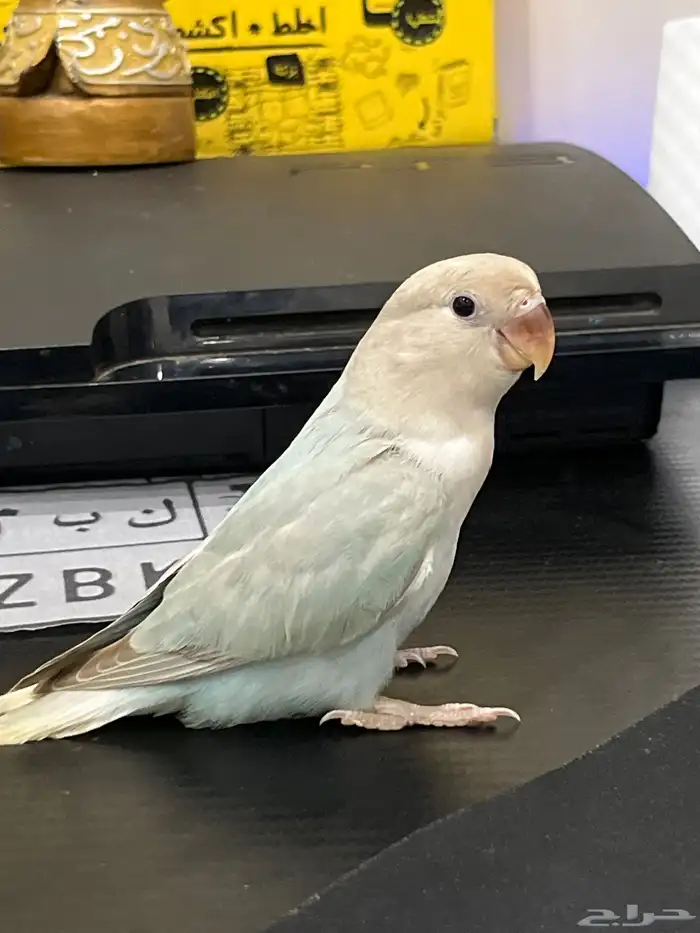 روز اليف وهدد تم البيع 0