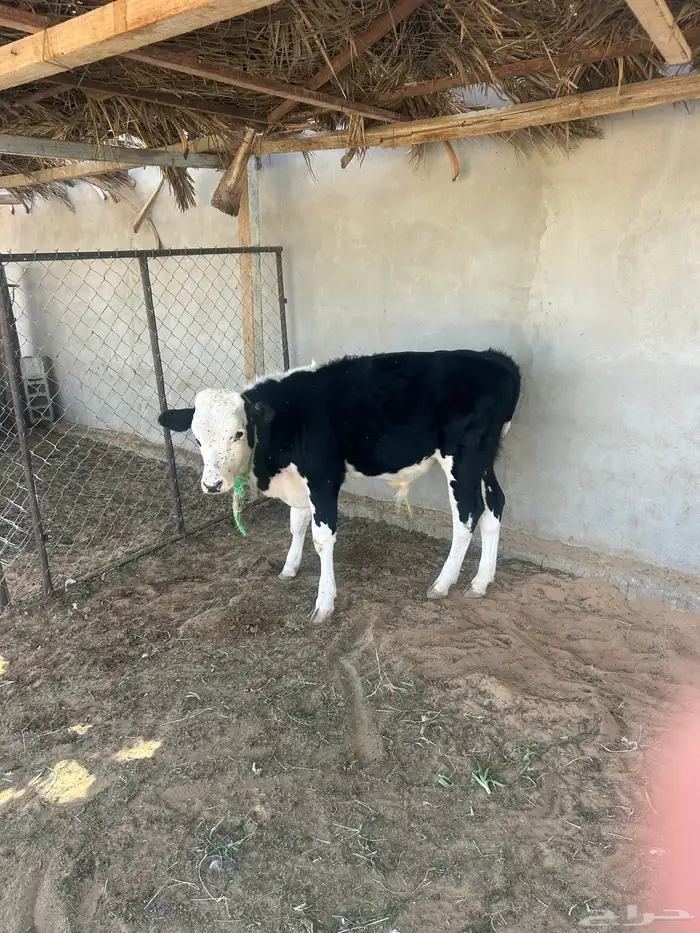 عجل سمين ذبح او تربيه 1