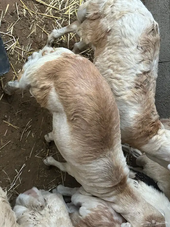 رفيديات جذعان مرآبي 2