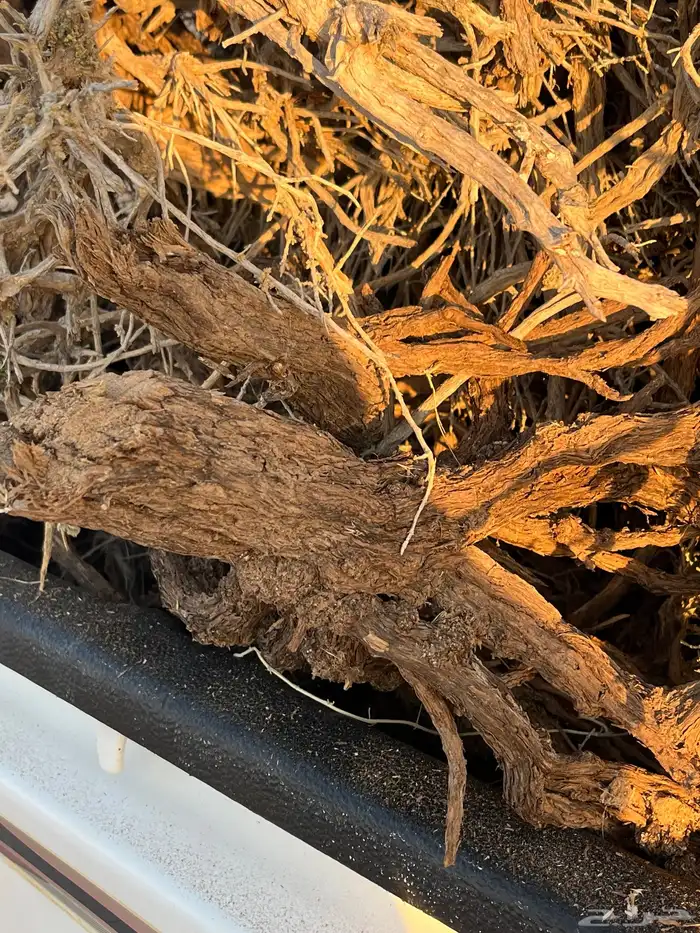 للبيع حملة غمارتين لتنده 2