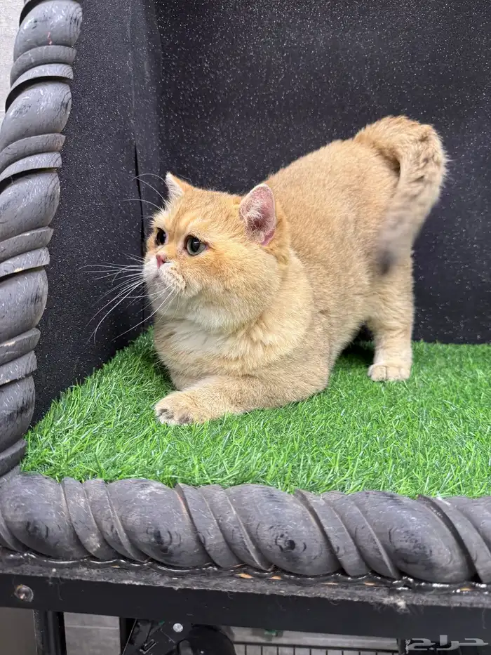 بيع كتن سكوتش فولد ستريت صور الام والاب موجودة 2