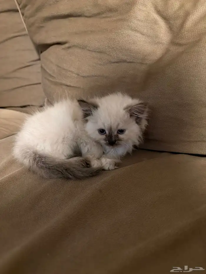 قطه هملايا 0