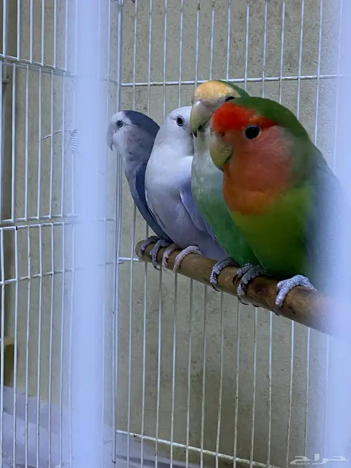 طيور روز و كروان و دره اسعارهم ممتازه 7