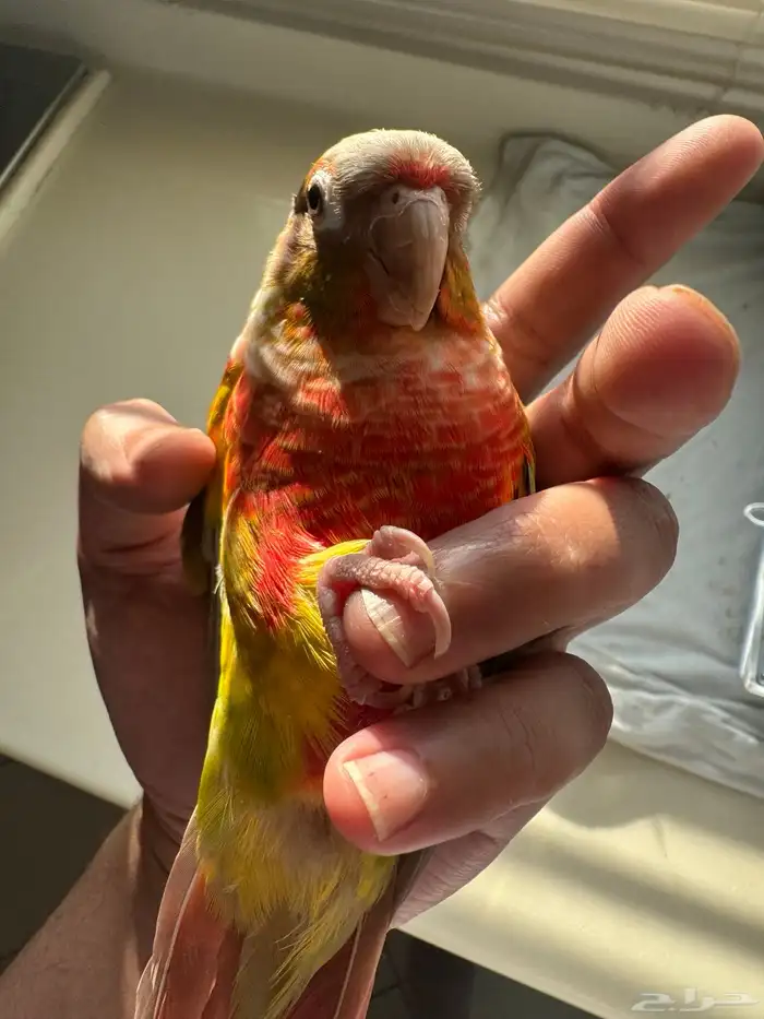 طيران الناس اليف جدا جدا جدا 3