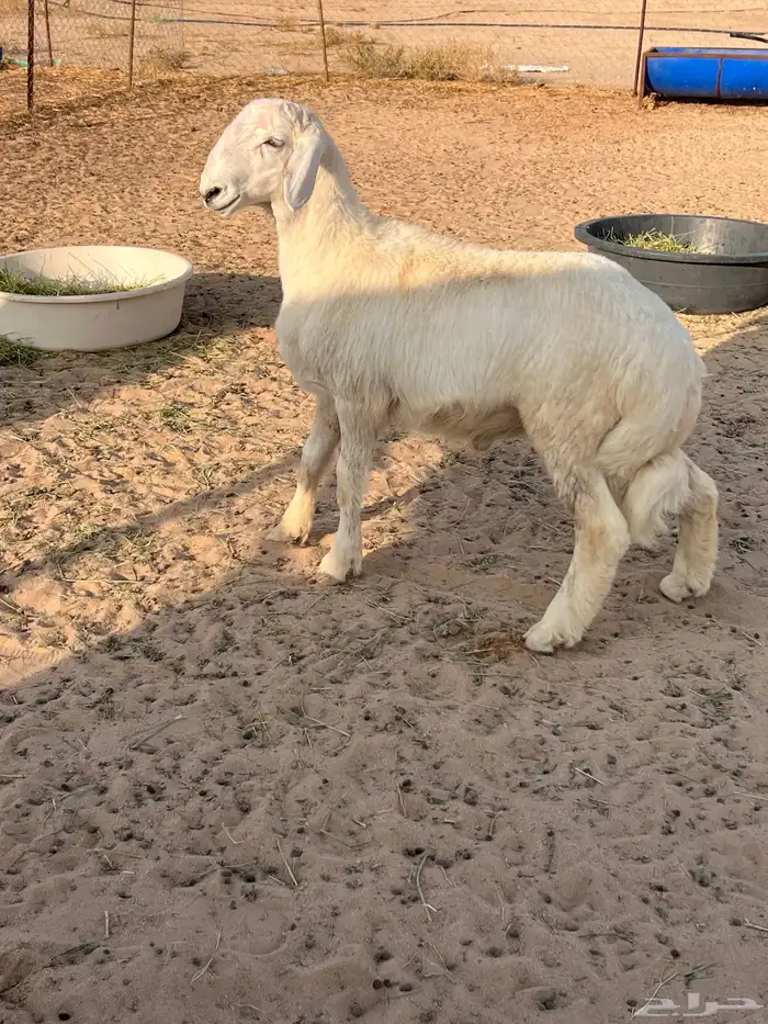 مشروع فحل حري 1