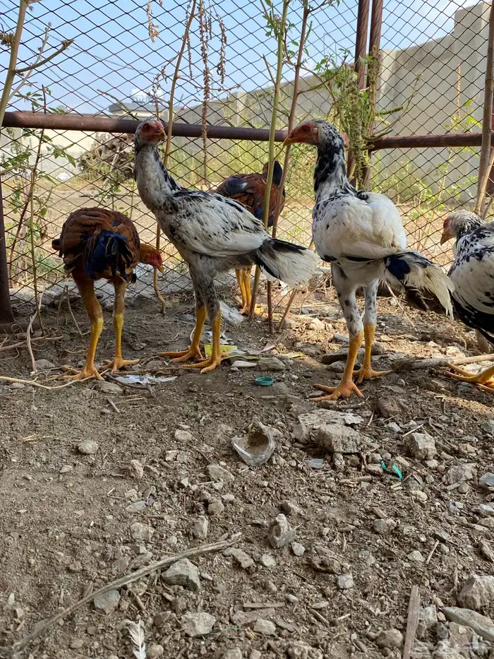 دجاج باكستاني 3