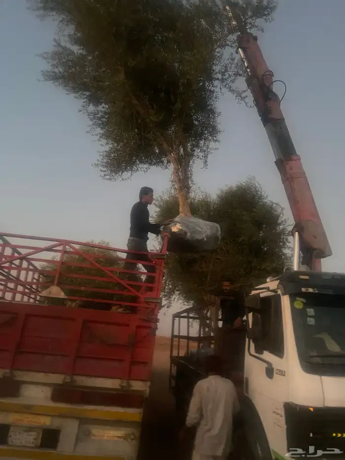 اشجار زيتون 3