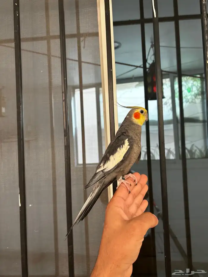 ذكر كروان نورمل اليف و متكلم 0