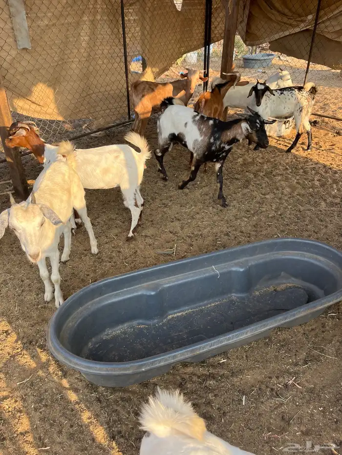 تيوس وجفار 0