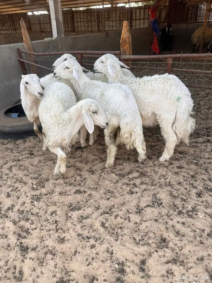 هرافى خرفان حري 4