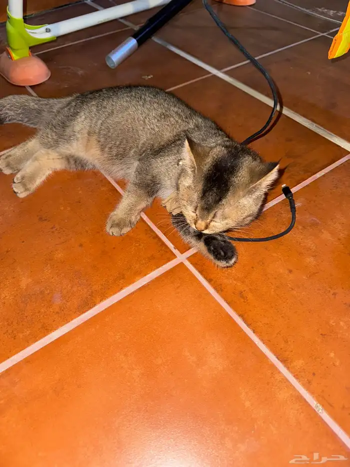 قطه سكوتش ستريت 2