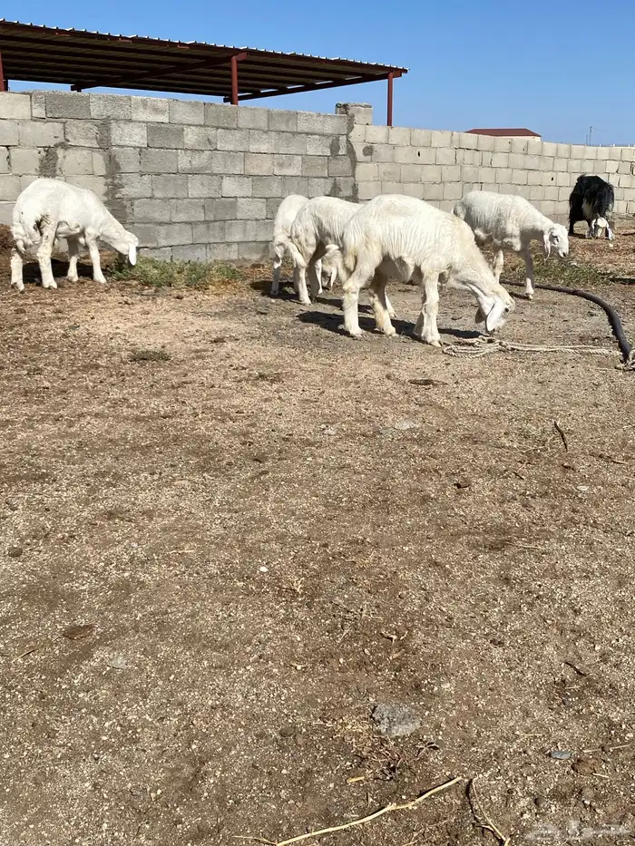 للبيع بهم العدد 14 نضيفه وسليمه 9 طليان و 4 رخال سمينه وشحم 2