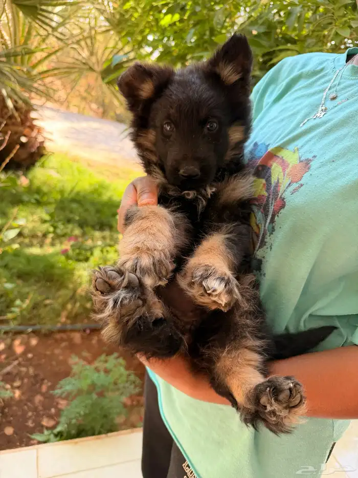 جيرمن شيبرد للبيع انثى 1