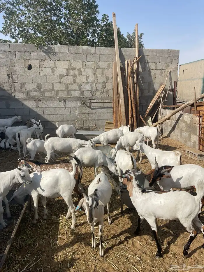 تيوس مستوردة مرباه 4 اشهر ذبايح 5