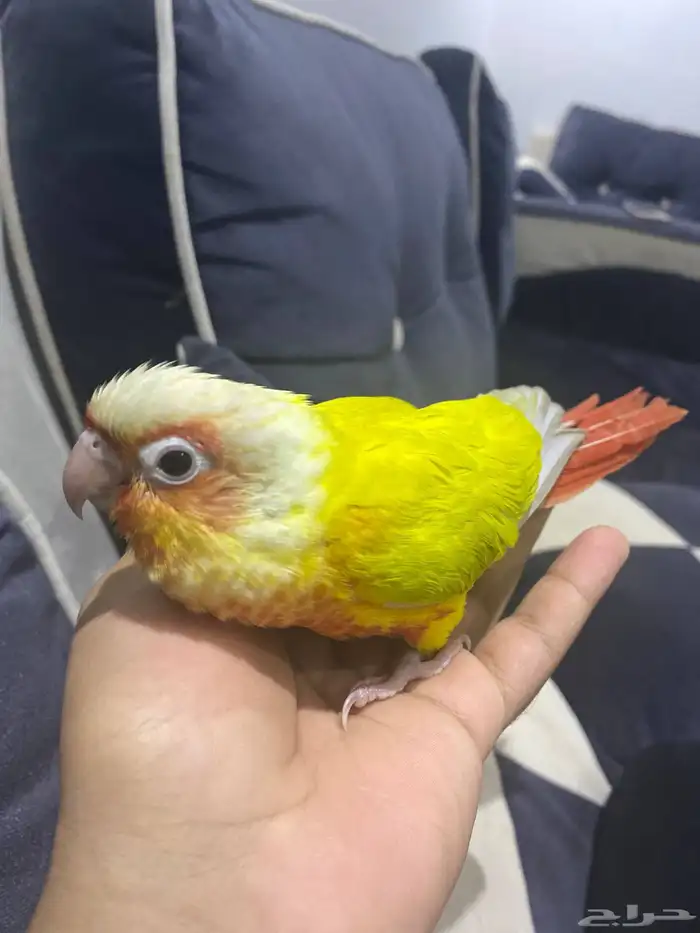 كنيور مفقود 0