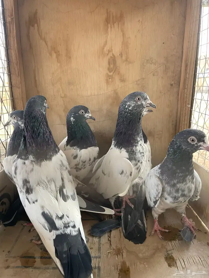 البيع حمام باكستاني تيدي ستة حبات فرايد 0