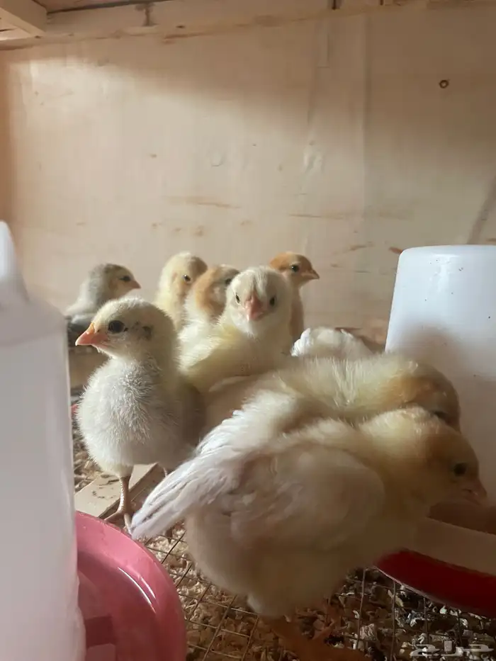 فروخ دجاج بلدي وفيومي 0