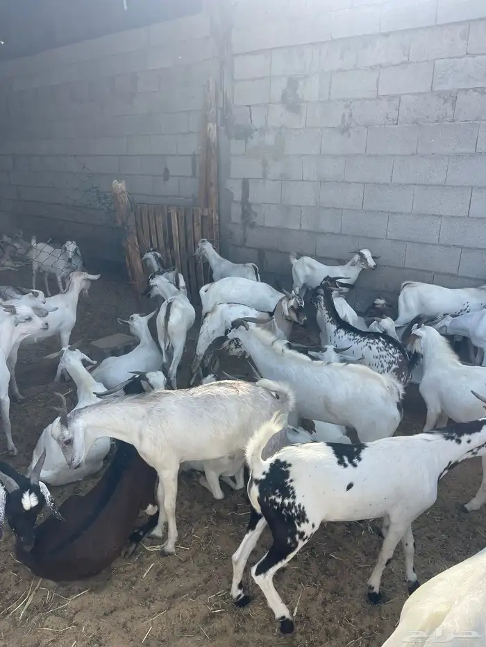 تيوس مستوردة مرباه 4 اشهر ذبايح 2