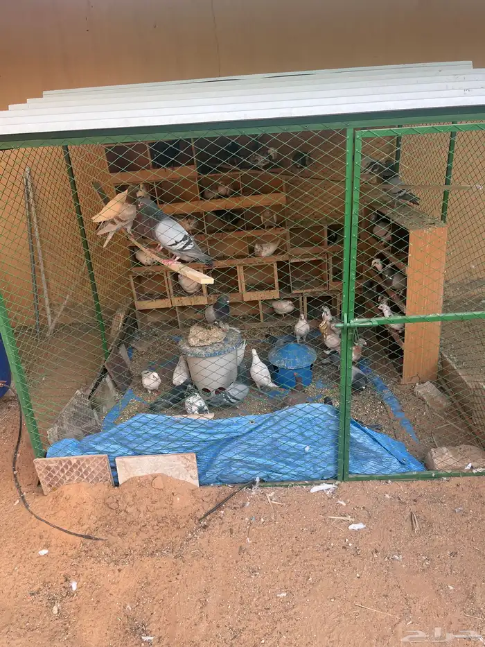 القصيم. بريده. 2